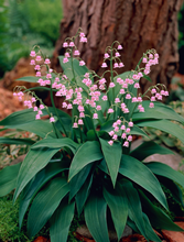 Lily of the Valley Pink - Convallaria% 