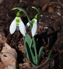 Galanthus Elwesii Snowdrops in the green 