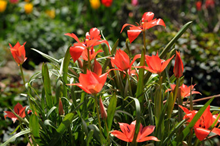 Tulip - Linifolia 
