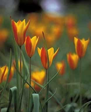 Tulipa - Chrysantha 