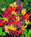Botanical Tulip Mixed - Pack of 10 