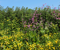 Wildflower Seed Mix for Hedgerow and L 