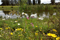 Wildflower Seed Mix for Water Margins  
