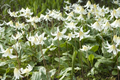 Erythronium White Beauty 