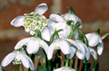 Double Snowdrops in the green - Galant 