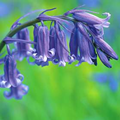 Bluebells in the green English (UK)% 