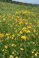 Wildflower Seed Mix for Acidic Soils % 