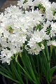 Narcissi Paperwhite Grandiflora 
