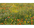 Wildflower Seed Mix for Damp, Loamy  