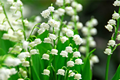 Lily of the Valley 
