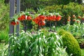Fritillaria Crown Imperial Rubra 