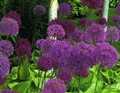 Allium Purple Sensation 
