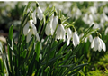 Snowdrops in the green - Single Galant 