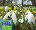 Bulbs in the green collection - Snowdr 