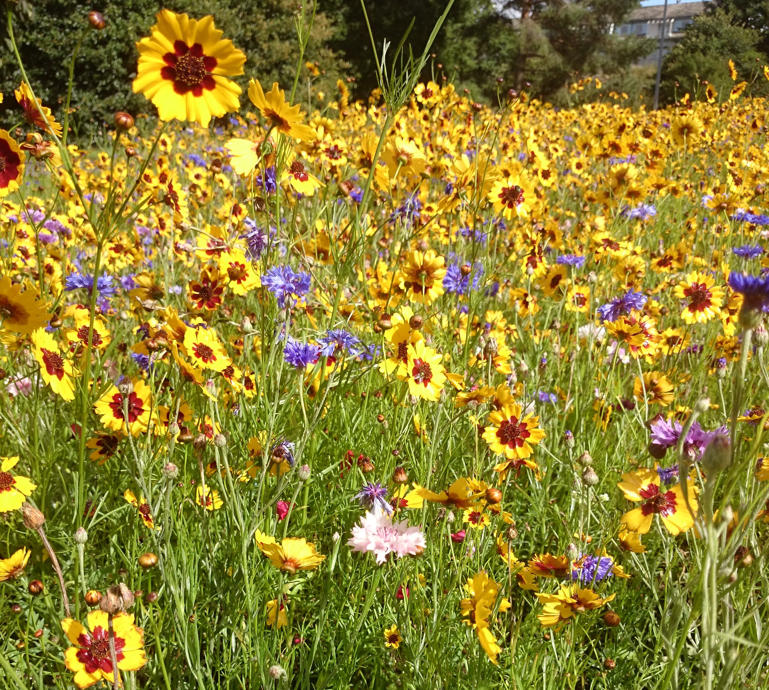 High Impact Habitat Low Growing Annuals 100 Flowers Mix - Wild Flower ...