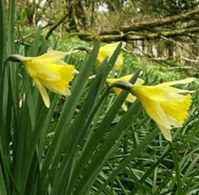 Pseudo Narcissus - Wild Daffodil - Pac 