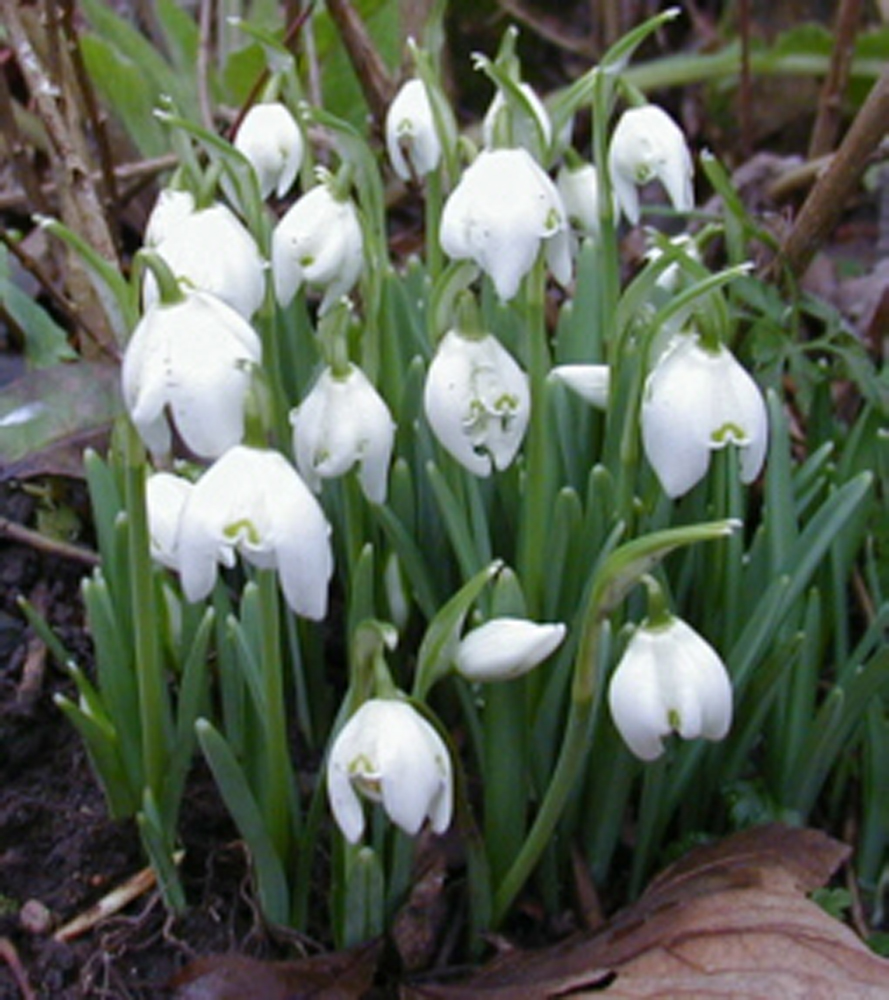 Snowdrop Bulbs Single Galanthus Nivalis - Snowdrop Bulbs