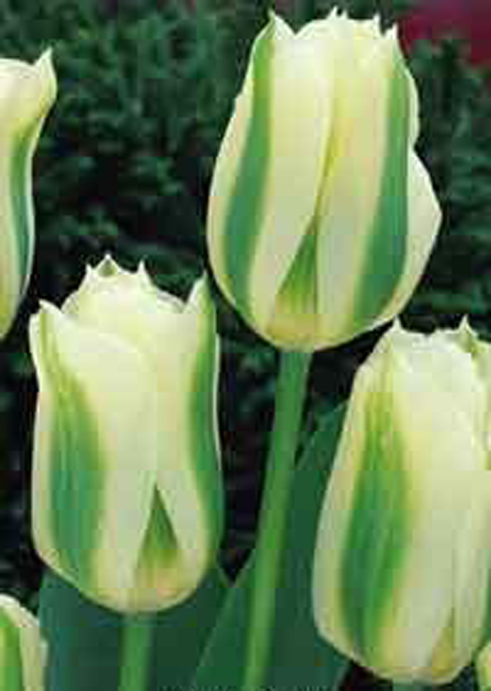 Viridiflora Tulips Spring Green Pack of 10 - Viridiflora Tulip Bulbs