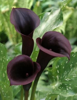 Calla Schwarzwalder Pack of 5 - Calla Zantedeschia