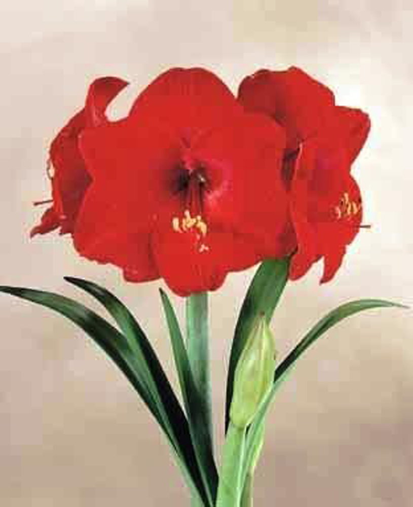 Amaryllis Red Lion - Amaryllis Hippeastrum