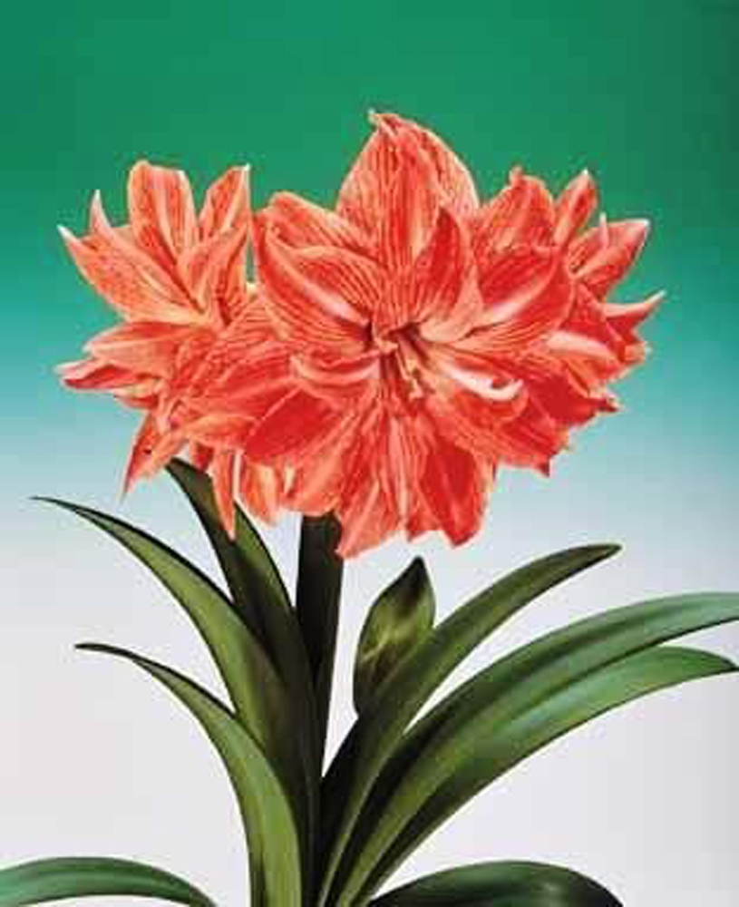 Amaryllis Lady Jane - Amaryllis Hippeastrum