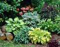 Hosta Collection Mixed (3 pack) 