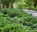 Hosta Collection Mixed (5 pack) 