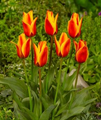 Tulip - Cape Cod 