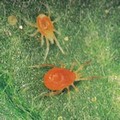 Spider Mite Control (In Bags) 