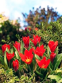 Tulip - Scarlet Baby 